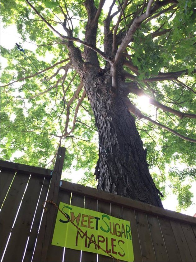 Maples in Old Ottawa East saved from the chop: bit.ly/2OV4MgQ #ottnews https://t.co/46sA6nVbB4