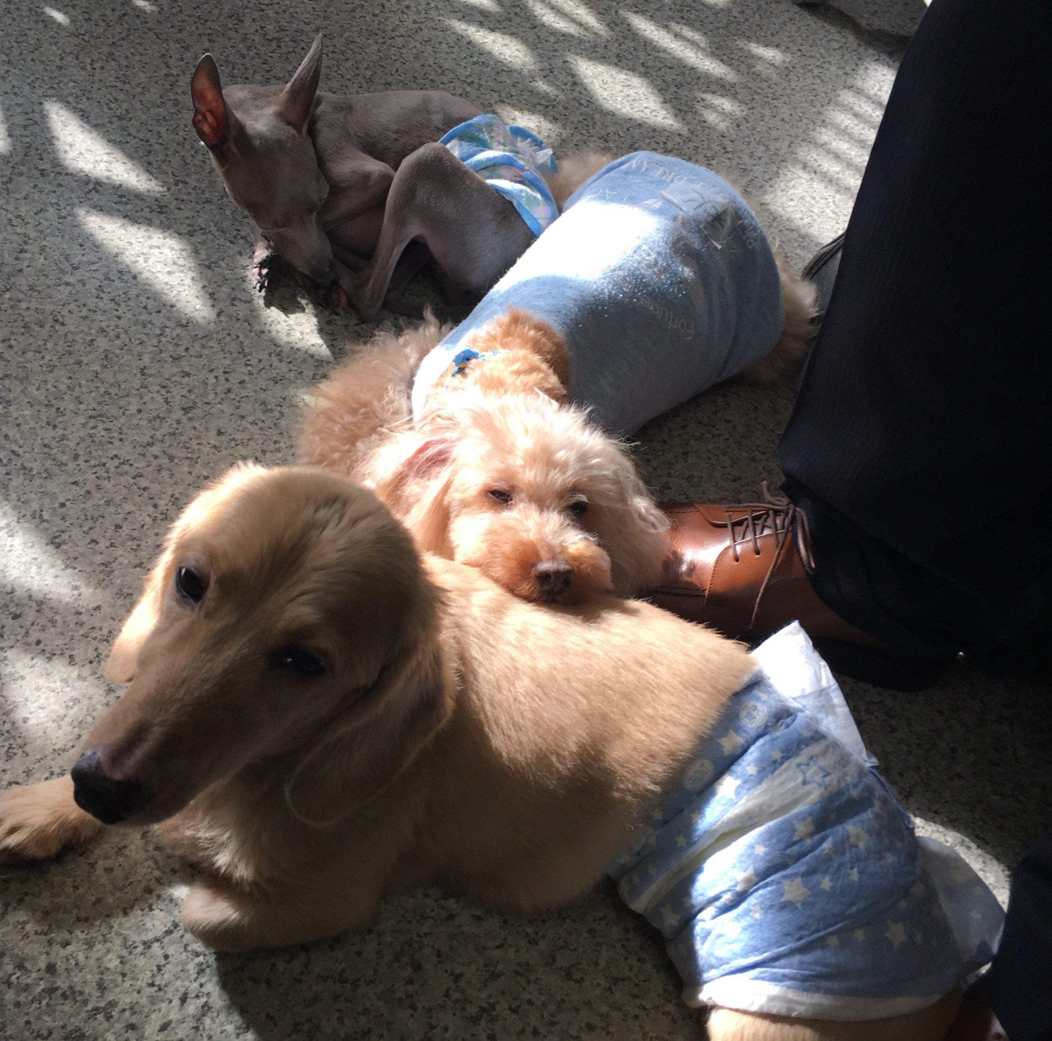 保護犬カフェ 西八王子店 V Twitter 足元の絶妙な日向で 固まってくつろぐ男の子チーム レオくん枕にされてますが ぷにぷにボディを枕にしたくなる気持ち よくわかります みんなに素敵な家族が見つかりますように 保護犬カフェ 保護犬カフェ西八王子 保護犬カフェ 西八王子店 V Twitter 足元の絶妙な日向で 固まってくつろぐ男の子チーム レオくん枕にされてますが ぷにぷにボディを枕にしたくなる気持ち よくわかります みんなに素敵な家族が見つかりますように 保護犬カフェ 保護犬カフェ西八王子