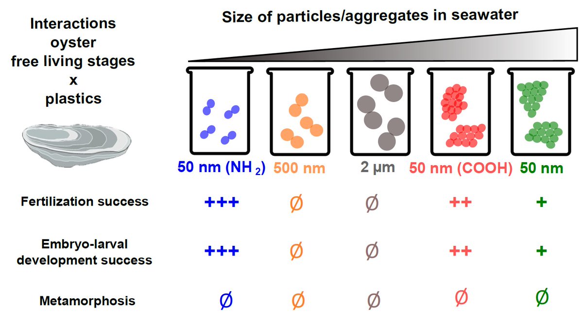 site specific protein labeling