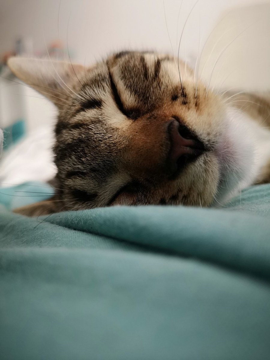 PrincessArriety's tweet photo. Hey furrrriends. Sowwy me and my older sister, Arriety, has not been on for a while. We has been lookin after our Mum's who hasn't be well. But we is going to try and be more sociables from now on. We sending lots of love and kisses and paw waves to yous all! 😻❤️😻 https://t.co/HKCiYZZBpG