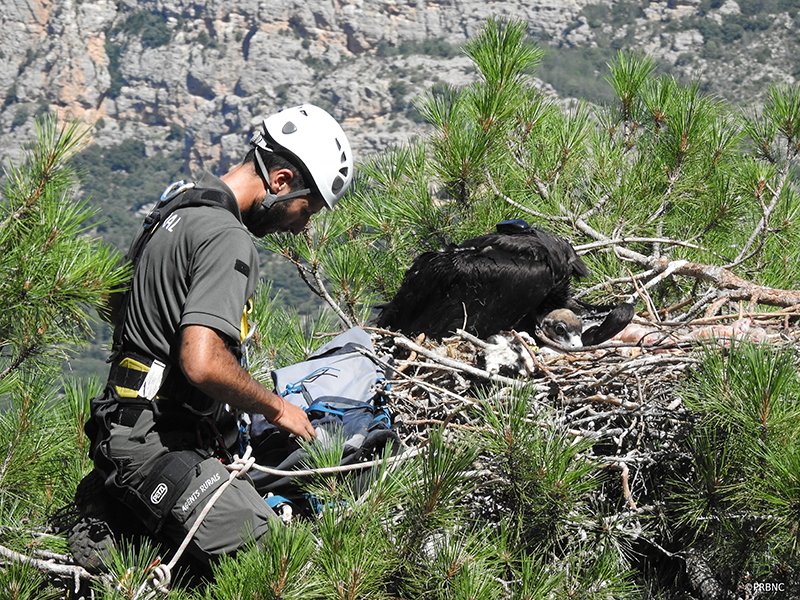 GREFA_Fauna's tweet photo. Así se marcaron los seis buitres negros nacidos en 2018 en #Pirineos https://t.co/NGfKU0AOrP #ProyectoMonachus https://t.co/c3f3OTZMtH