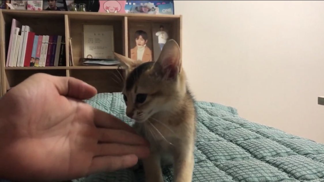 강다니엘 고양이도 고양인데 뒤에 덕질존 시강 | 인스티즈