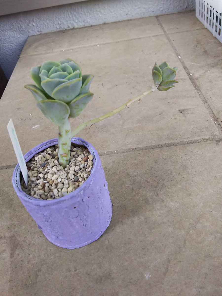 しおちゃん 植物垢 در توییتر 首が伸びてま す そしてなぜだ 葉挿しが全滅 うまく行きませんヽ ノ ラブリーローズ 多肉植物 しおちゃん 植物垢 در توییتر 首が伸びてま す そしてなぜだ 葉挿しが全滅 うまく行きませんヽ ノ ラブリーローズ 多肉植物
