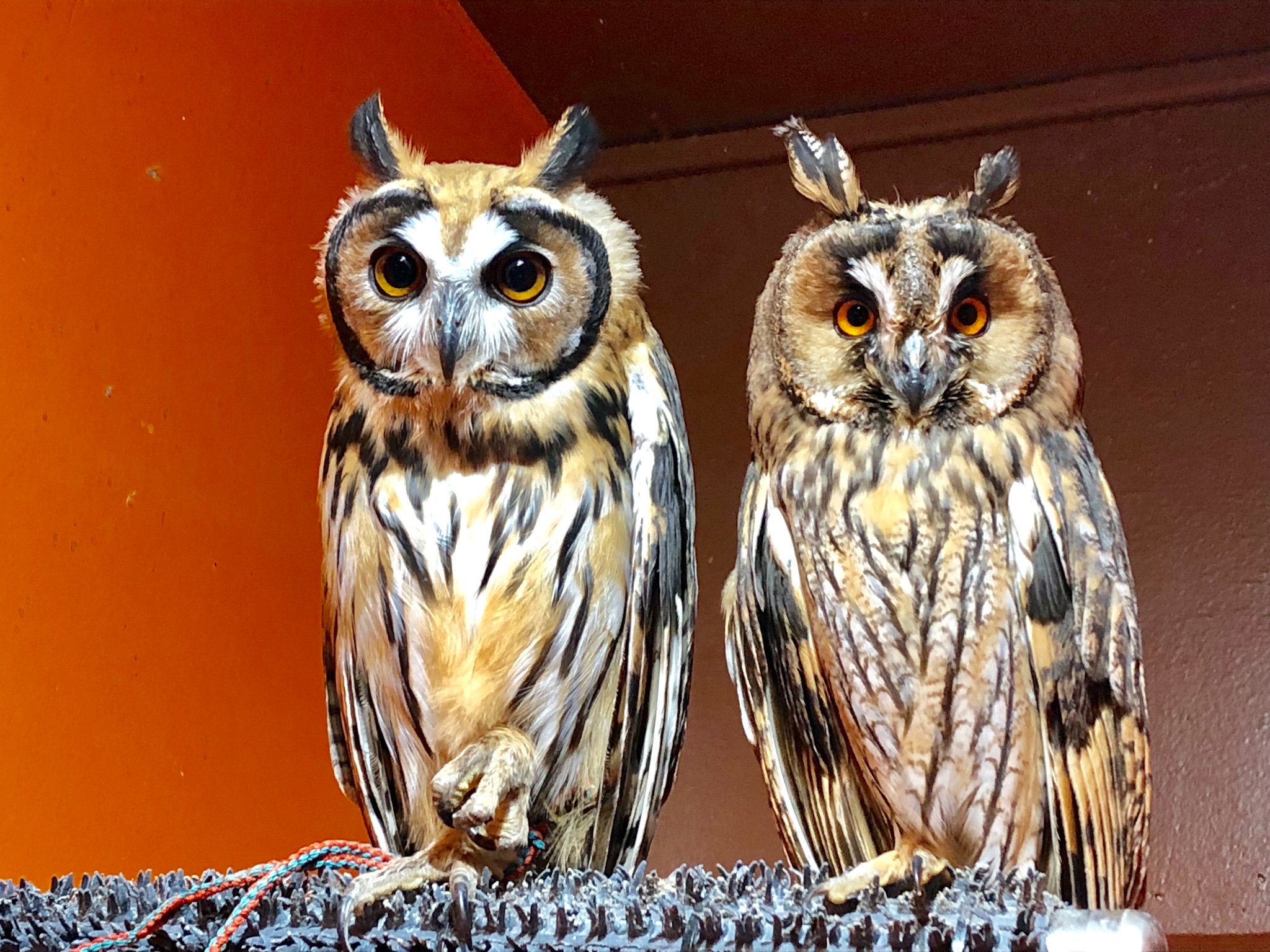 鳥のいるカフェ谷中本店 ウサギフクロウ と トラフズク 並ぶと違いが一目瞭然ですね ふくろう フクロウ販売 T Co 5vw0ik19qb Twitter