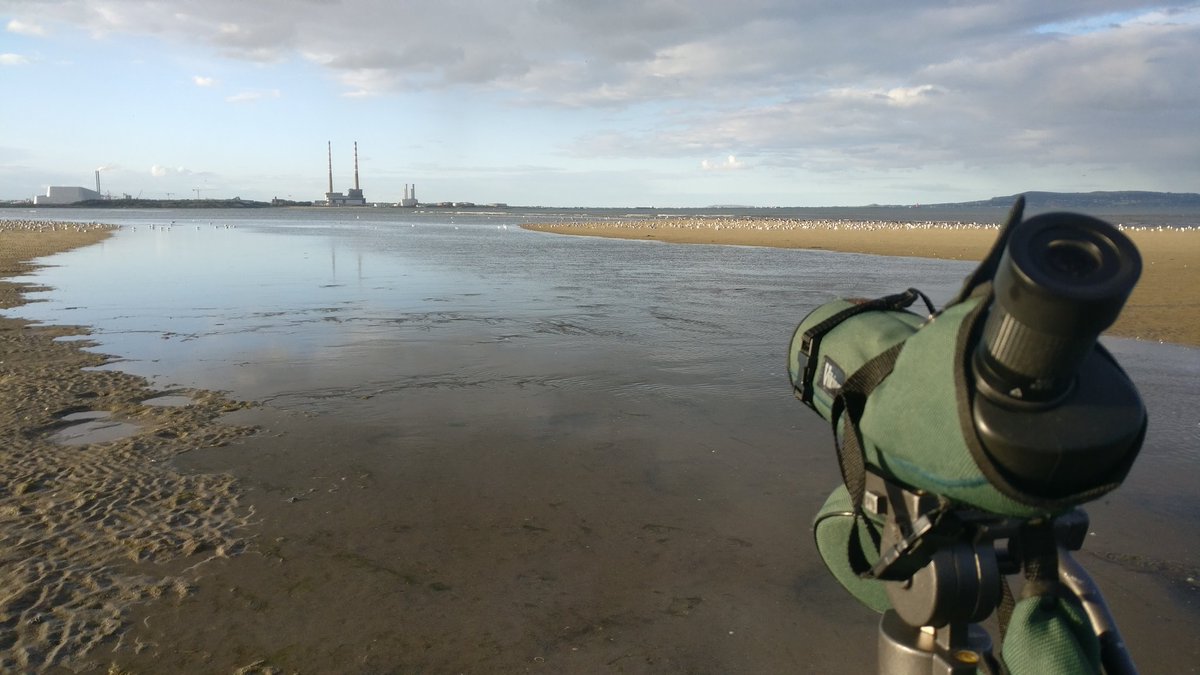 BirdWatchIE's tweet photo. Busy day of monitoring for our #DublinBayBirdsProject yesterday with a low tide count of all the waterbirds in the bay, followed by lots of ring-reading of waders, and topped off with a dusk count of the huge tern roost at Sandymount. https://t.co/z0TtidfvPd