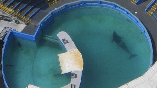 La orca Lolita cumplió ayer 48 años. 

La captutaron en Canadá en 1970, siendo un bebé.Vive sola en ese miserable tanque de Seaquarium (Miami) porque el único compañero que tenía, Hugo,enloqueció y se suicidó golpeándose contra los cristales.

NO son esclavos. Di NO a los zoos