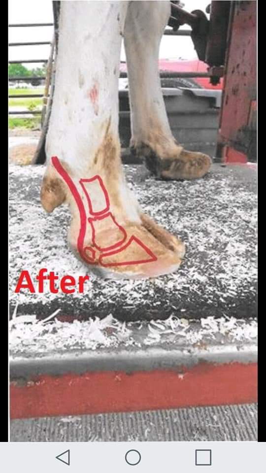 We have a Facebook page of hoof trimmers. 
Some of our trimmers are very good at displaying the foot anatomy. 
Regular hoof trimming keeps the feet well balanced. #Hooftrimming #farm365 #cows