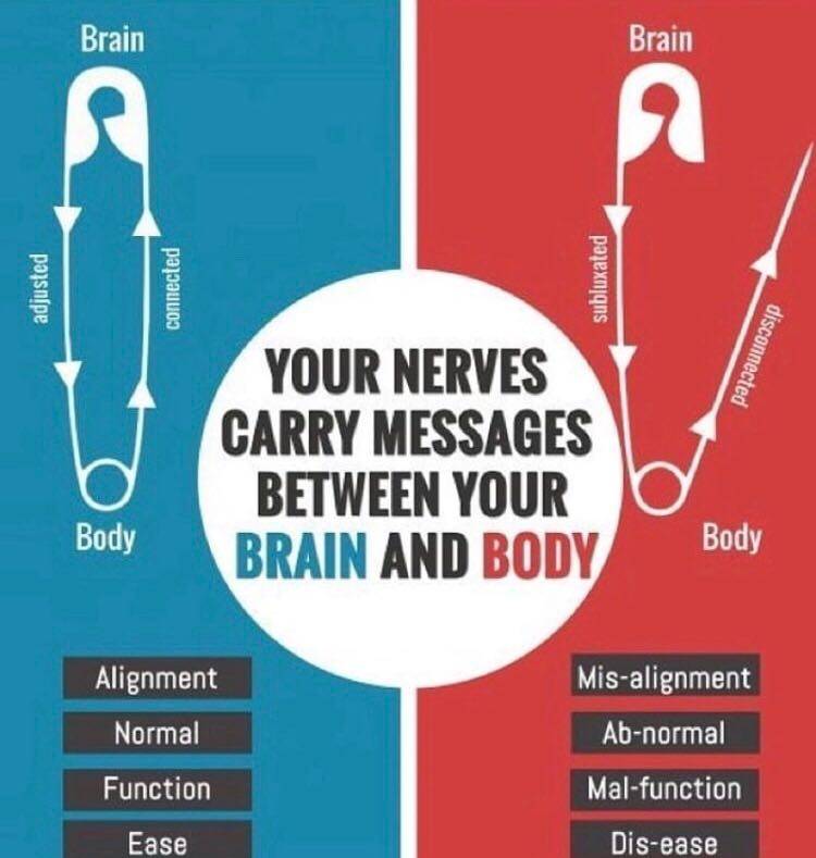 A healthy nervous system and spine is needed to sense what is going on in the world and adapt to it. With poor adaption you start to dysfunction and eventually get symptoms like low back pain.