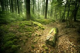 stiridinbucov's tweet image. Noul Cod Silvic: Asigurarea pentru populație a lemnului de foc din pădurile proprietate publică a statului constituie o prioritate #codsilvic #lemnedefocpopulatie stiridinbucovina.ro/2018/08/09/nou…