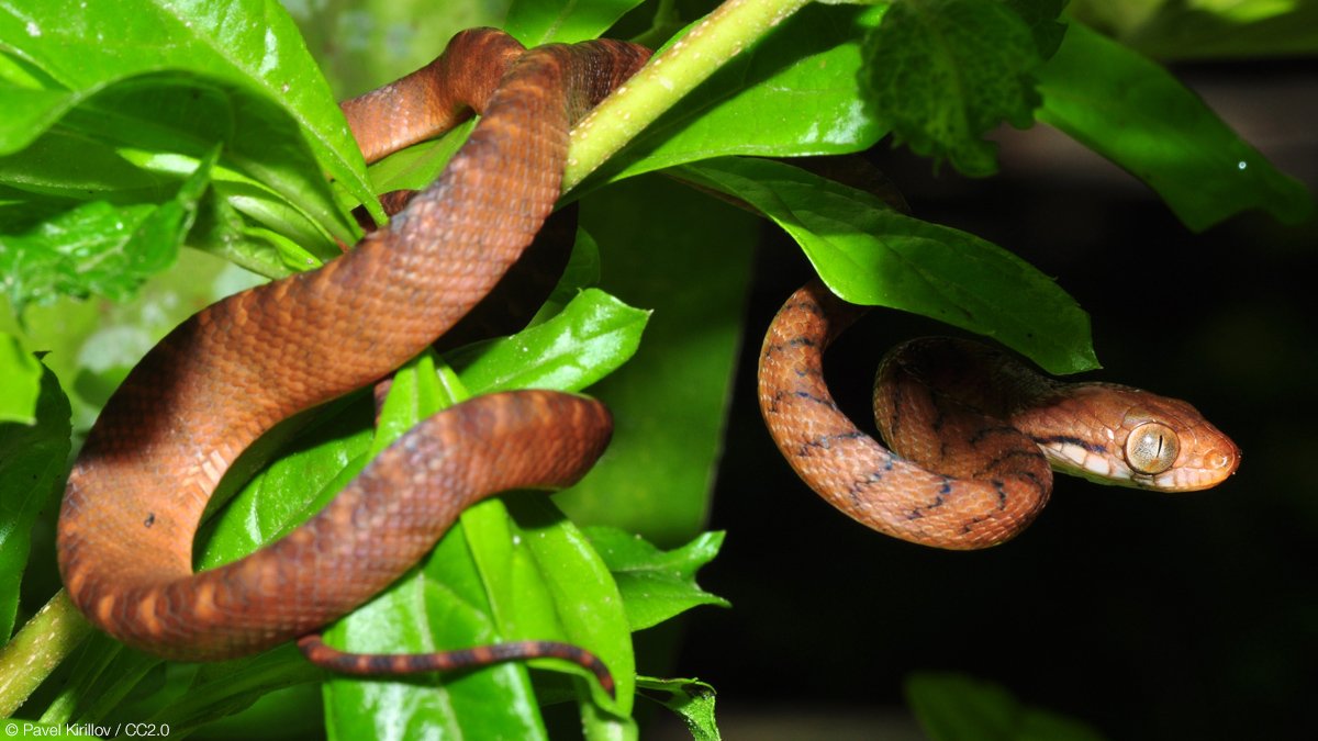 IUCN on Twitter: "Invasive alien species are one of the top causes of