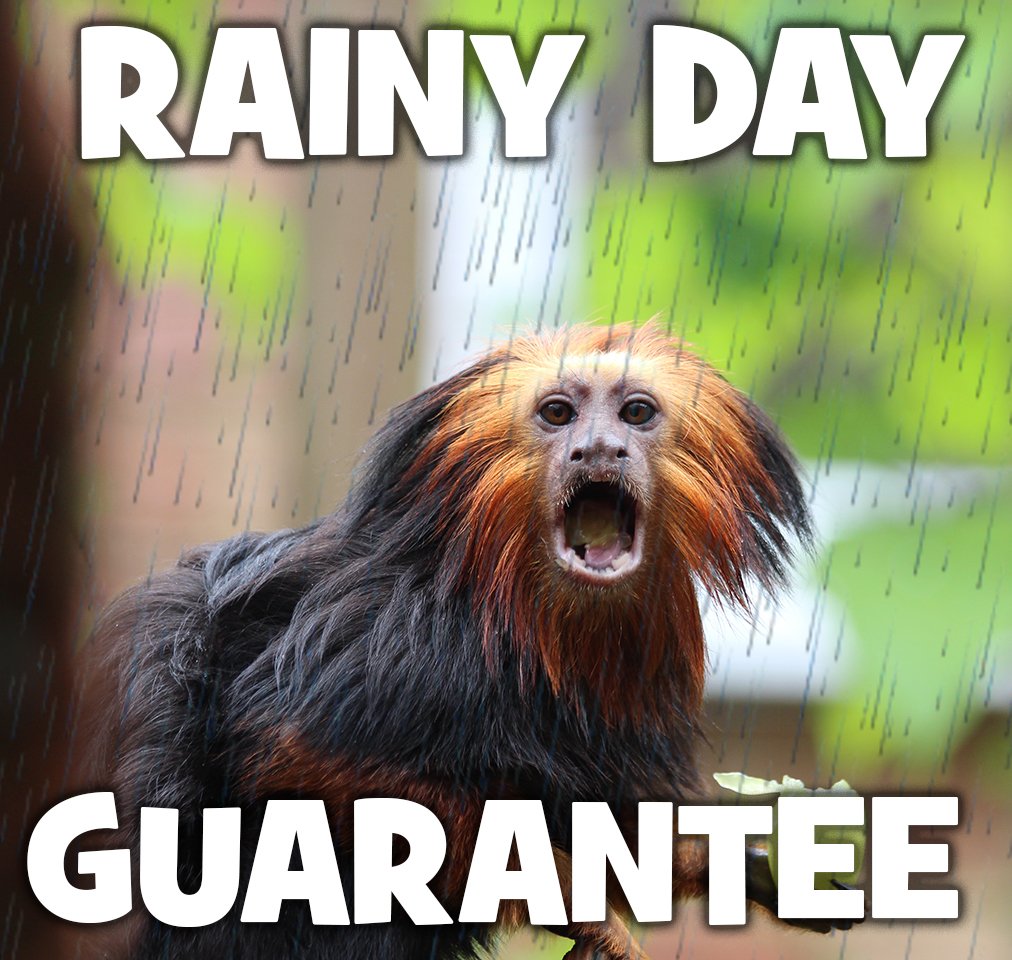 chessington-resort-on-twitter-the-rain-might-not-go-away-but-you
