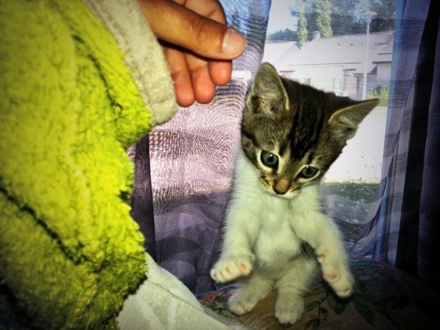 Mimoz0's tweet photo. #catfour #journeeinternationaleduchat @GroupeCarrefour @CroquetteLand #lilibelle
Chatonne sauvée d'un abandon en forêt (photo 1), photo 2: "je te jure, j'ai vue une croquette grosse comme ça !" https://t.co/pAWBfKu0FP