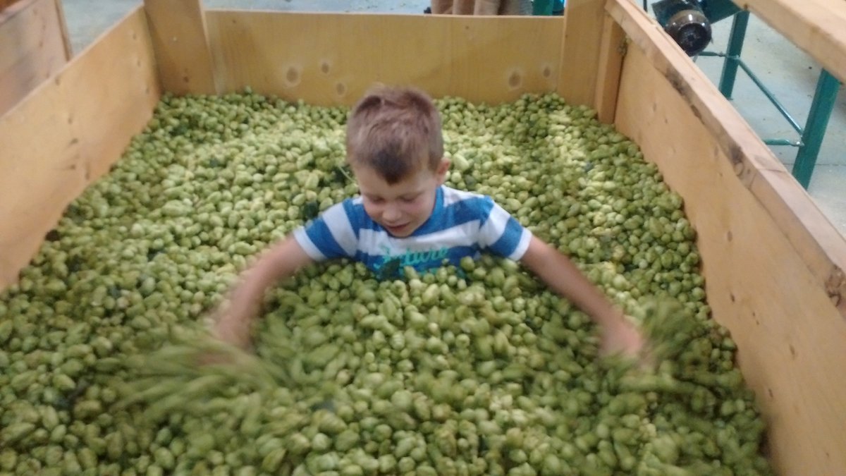This year's Home Brewer Wet Hop purchase day will be on Saturday August 25th (rain date Sun Aug 26th) 11am - 4pm.  Likely varieties are Glacier, Newport, possibly Cascade.  $10/lb available in 1 lb increments.  <a href="/TrueGristHBC/">True Grist</a> <a href="/StratfordBrews/">Stratford Brewer's</a> <a href="/KitWatCBC/">KWCraftBeerClub</a> #onthops