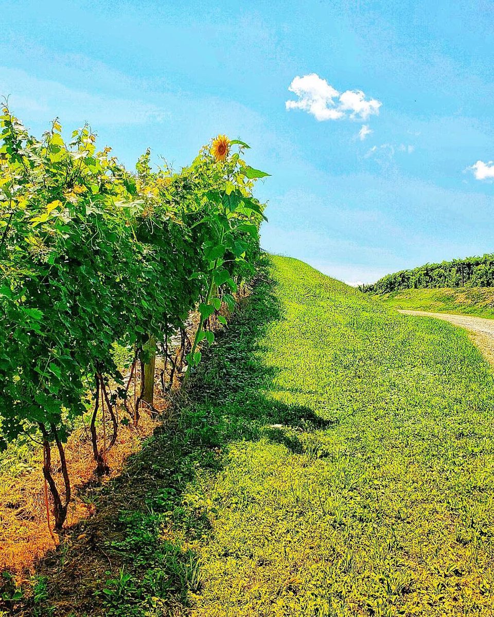 MuseVineyards's tweet photo. The lone sunflower amongst the grapevines. 🌻
Come by for a tasting we are open today 2-8pm.
#thirstythursday #happyhour #winetime  #wineafterwork #vineyardviews #sunnyday #winecountry #virginiawine #vawinecountry #shenandoah #shenandoahwinetrail #winetasting #5oclocksomewhere https://t.co/1RYzNnHvvo