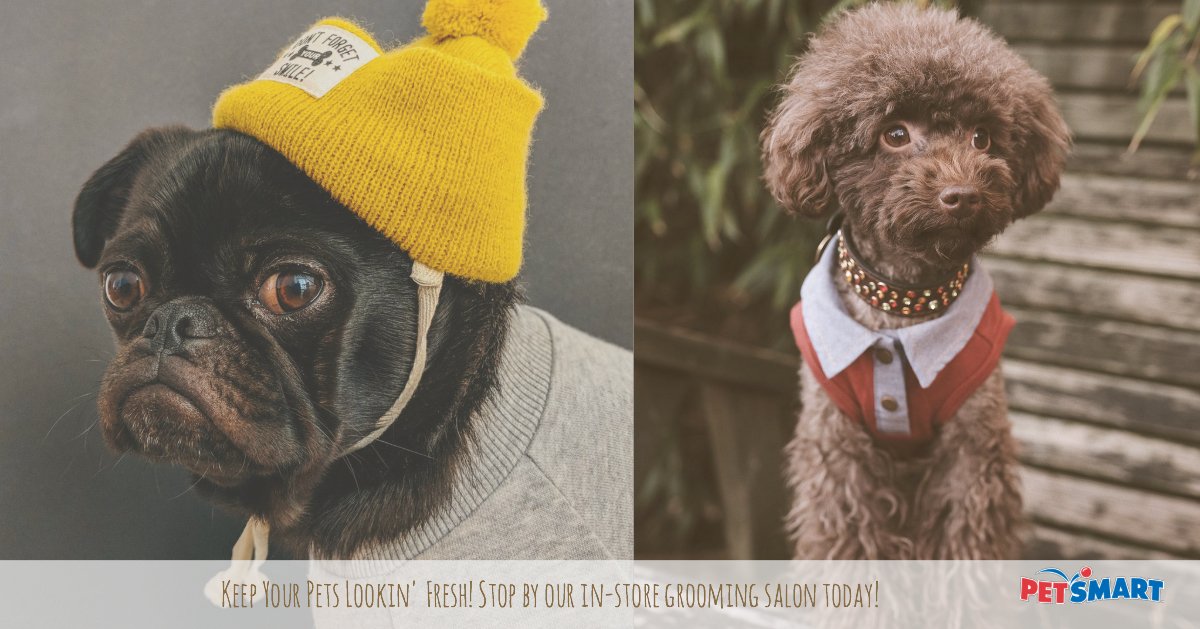 petsmartSC0073's tweet photo. Treat your pet like a star with our different salon packages. Your pup is guaranteed to smell and feel fresh after! https://t.co/TG8M8rjZjP
