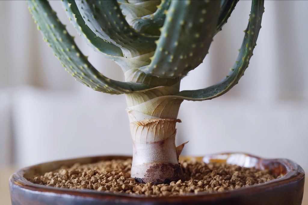 Tokyo Penthouse 自作の鉢に植えた植物たち その1 黒い釉薬のかかった鉢には アロエ ディコトマ にしました 植え替えで少し痩せてしまいましたが 手捻りの無骨な鉢にピッタリの漢らしい姿です 我が家でも一際強い存在感を放っています