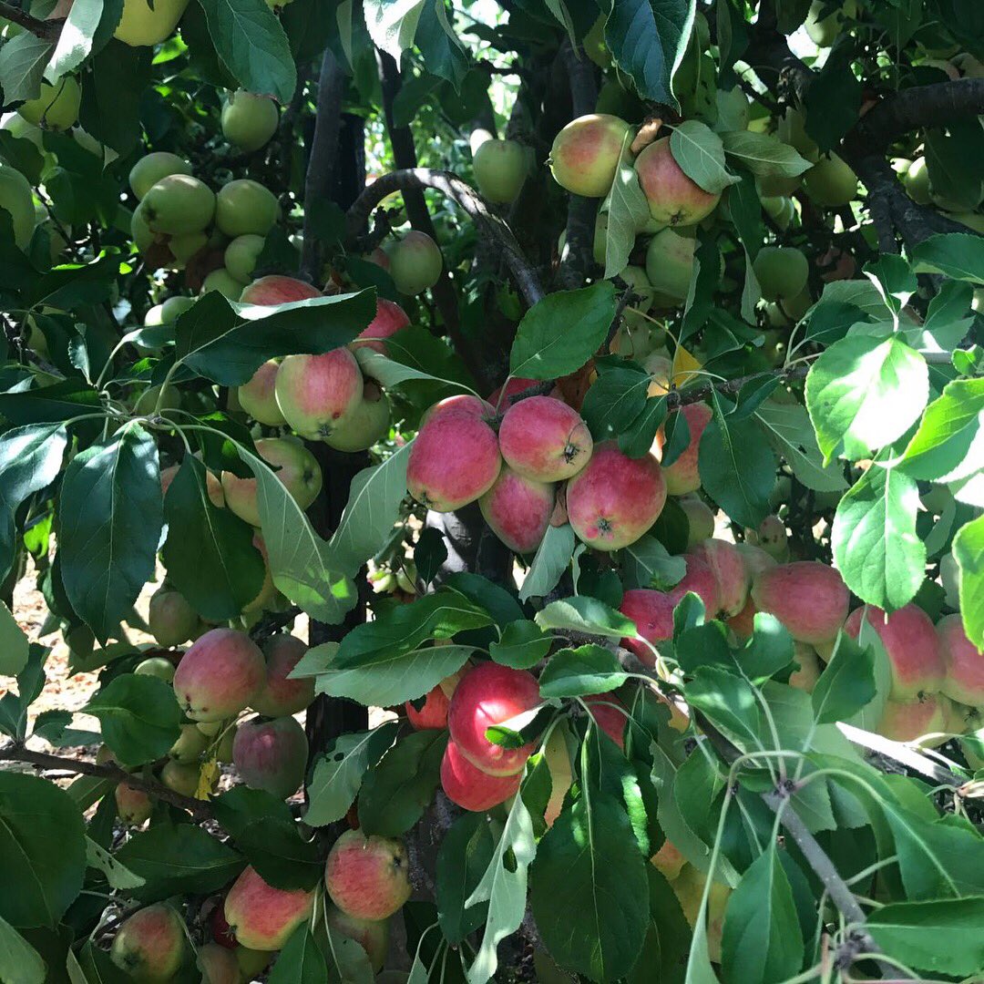 BiddendenVine's tweet photo. Out in the orchards earlier this week and the #Bramley & Katy #apples are looking good ππ»
We work with local #fruitgrowers who leave the fruit on the trees until orchard ripe before picking, which means our #ciders & #juices are packed full of flavour. ππ
#farm24 https://t.co/RLsjFF2jfA