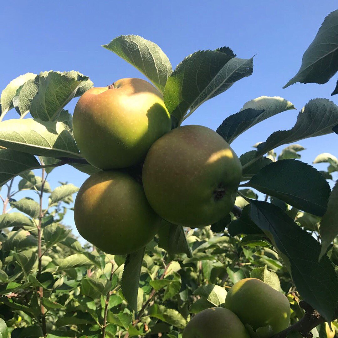 BiddendenVine's tweet photo. Out in the orchards earlier this week and the #Bramley & Katy #apples are looking good ππ»
We work with local #fruitgrowers who leave the fruit on the trees until orchard ripe before picking, which means our #ciders & #juices are packed full of flavour. ππ
#farm24 https://t.co/RLsjFF2jfA