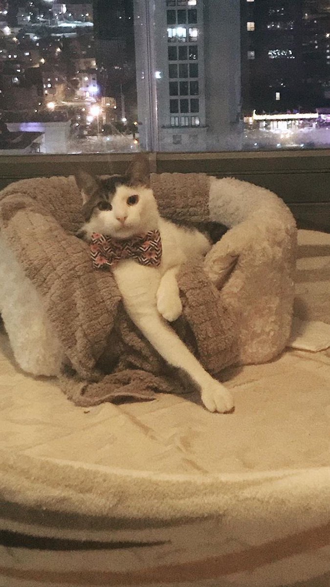 MakintosL's tweet photo. Bazen ciddi olman gerekir mama alabilmek için. #meow #CatDay #InternationalCatDay #imthebestcat #leavemealone #ormaybenot #petmehuman #FeedMe #ThursdayThoughts https://t.co/JJj5Hi86zO