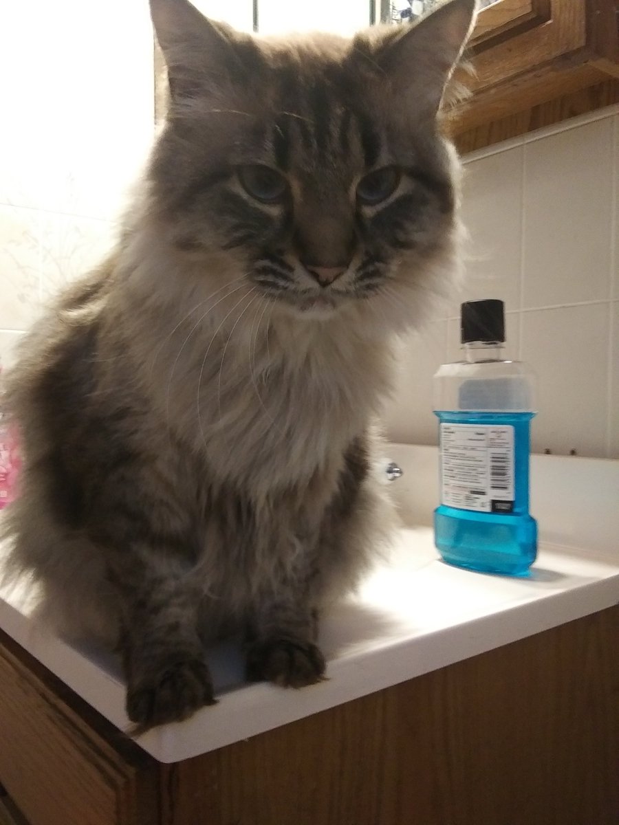PooffSnow's tweet image. Cat
In the bathroom
:"")