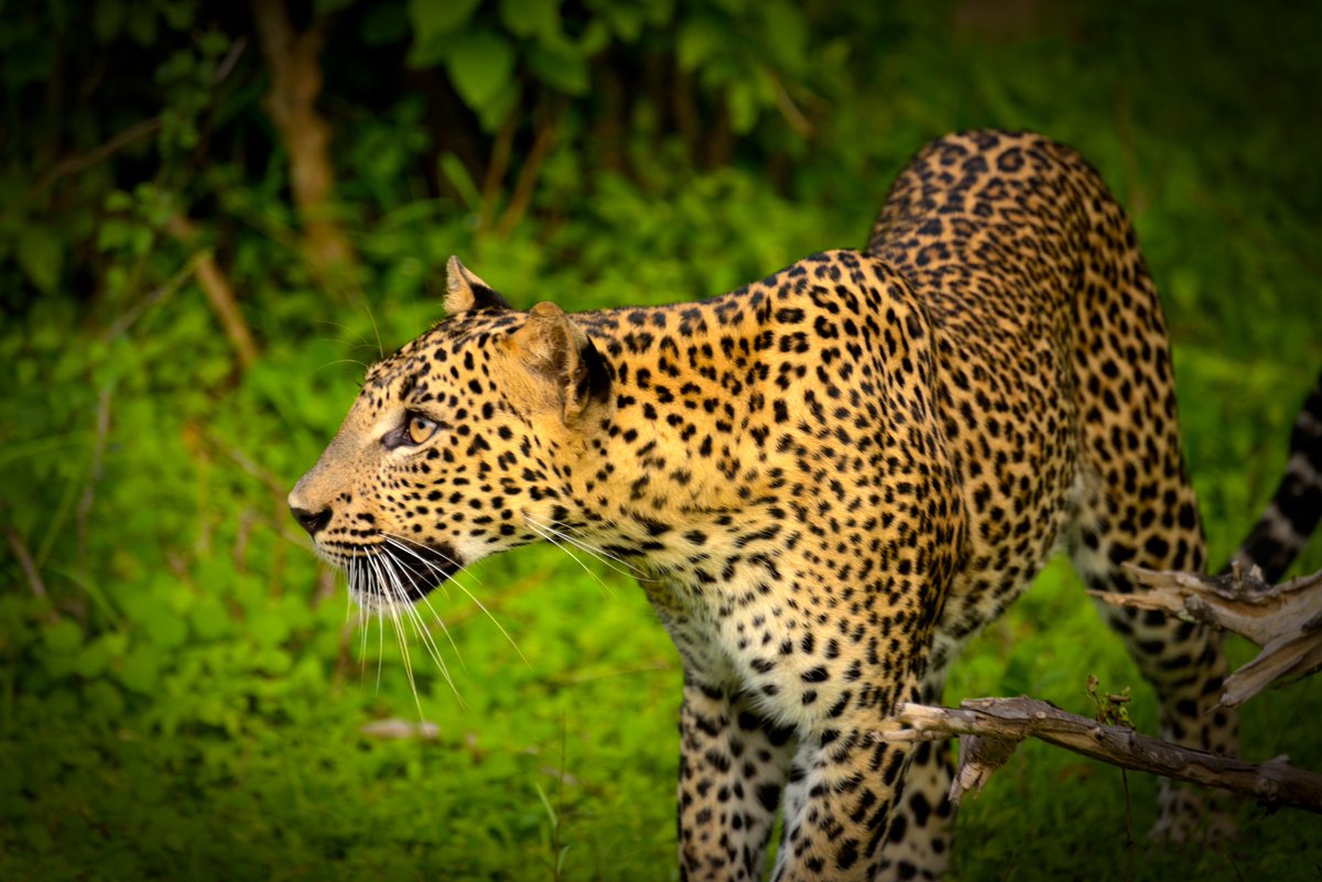 LetsSeeAsia's tweet photo. The Sri Lankan leopard.
#Visitlanka #travel #wildlife #yala #galle #Leopard https://t.co/XyKujXdgas