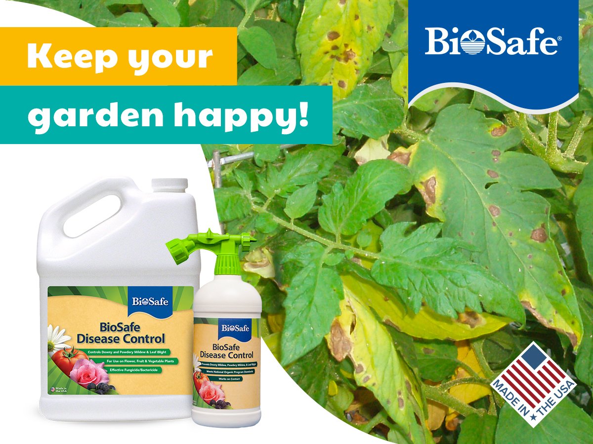 BioSafe_Garden's tweet photo. Control diseases organically with ease. #BioSafe Disease Control is broad-spectrum to work on contact, stopping diseases in their tracks. Certified by #OMRI for #organic use.

👉👉👉Learn more! https://t.co/TDVcvwKmIr
#plantpathology #plantdisease #vegetables https://t.co/a5xxtXLRAZ