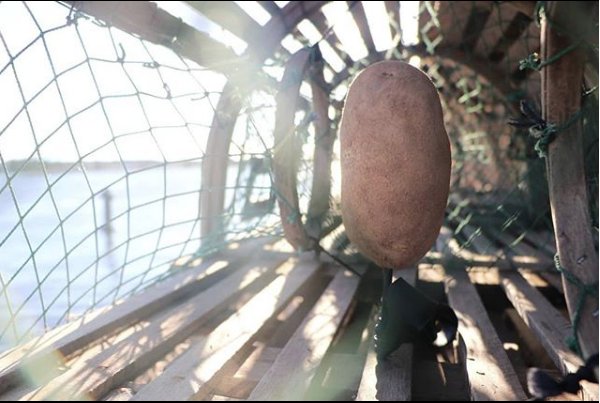 PEI Potatoes tweet media