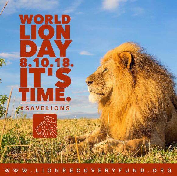 artquestschool's tweet photo. Friday, August 10th is World Lion Day.  To celebrate, I am donating 10 % of the sales prices of my original oil painting, "Ingonyama", and stretched canvas giclees.
https://t.co/CwaDADaepq https://t.co/JmQ2RIxsXw