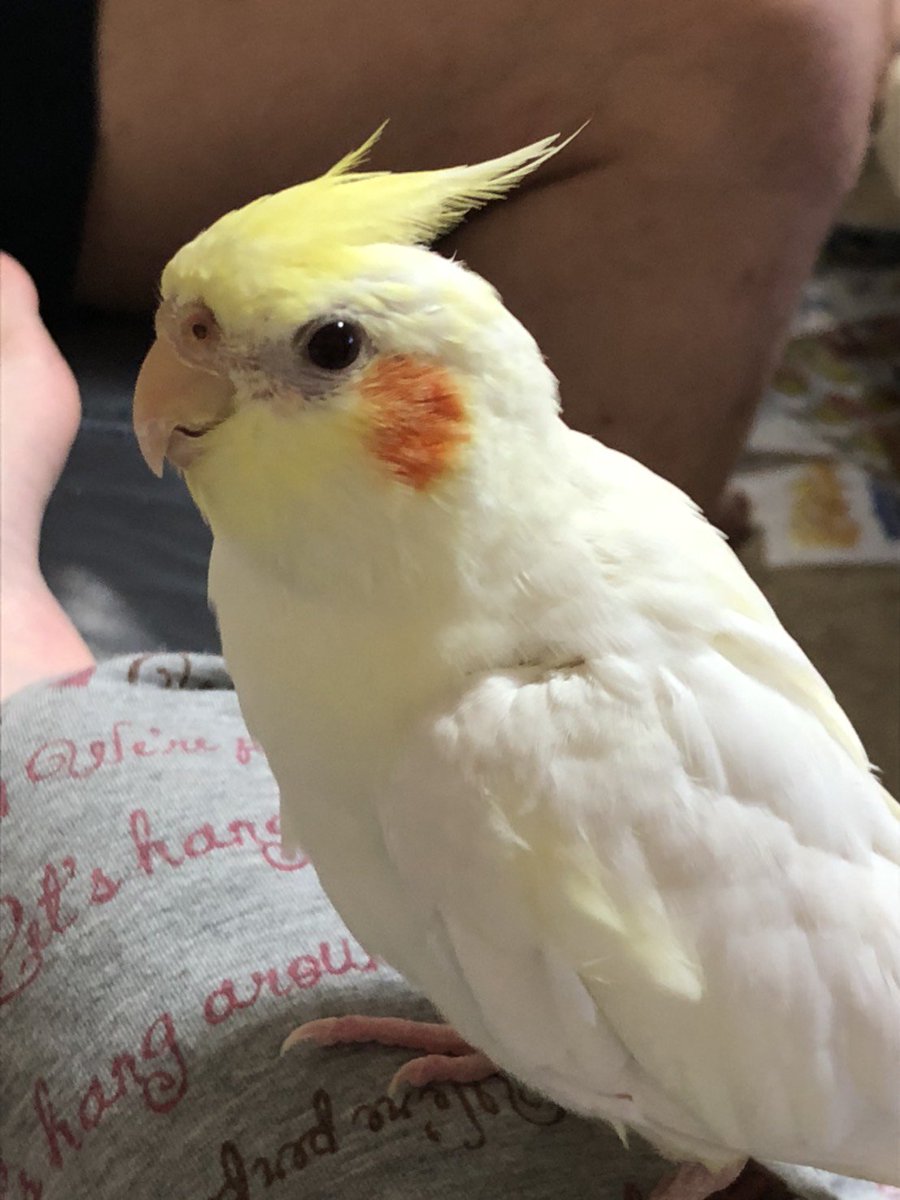 RT＠ksdoqiwf
＃拡散希望
オカメインコ探しています
'18/8/9の午後4時頃にオカメインコ(ルチノー)がいなくなってしまいました
場所:#東京都 中野区
特徴:体クリーム色、尾羽と頭は黄色
名前:ユヅ
目撃情報、保護等の連絡お待ちしております ＃迷子鳥 ＃オカメインコ ＃保護