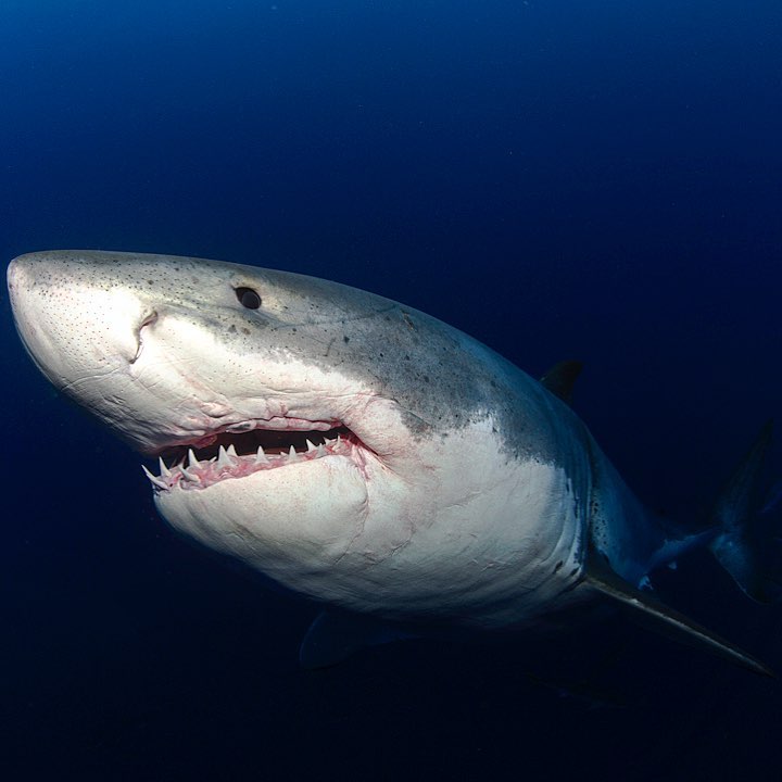 NakaweProject's tweet photo. Many shark species may be opportunistic predators, but all of them, including great whites, do not #naturally prey on #humans. In many instances, incidents involving #humans may be the results of confusion from the shark.
#SharkAttack #NotAnAttack #WhiteShark #Shark #respect https://t.co/ngshPhcYSn