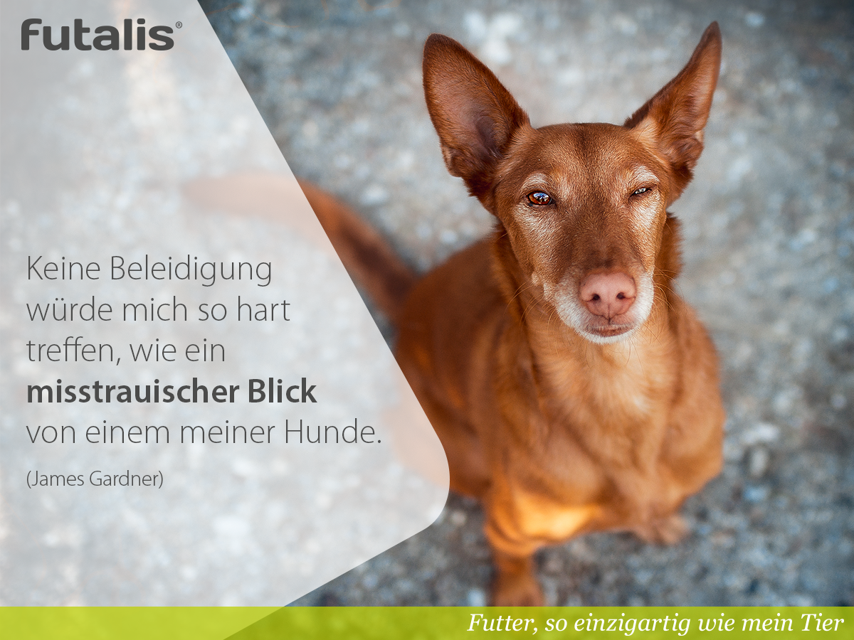 futalis's tweet photo. Geht es Euch auch so? 🙈 Unser #Bürohund Kaos ist Experte darin, uns ganz subtil seine Meinung zu sagen 😂 https://t.co/9hmW6TzuTA