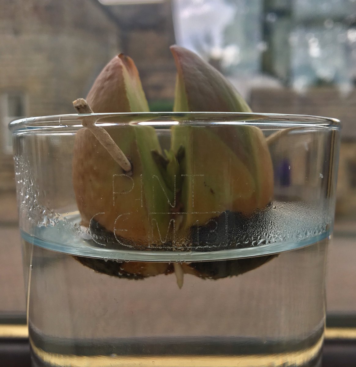 NicolaFurbisher's tweet photo. Blesséd day (as they say in Gilead): 112 flippin’ days since this avocado stone went into its glass we finally have a root!!! I am all in a tizzy... 🙃 #projectavocado #eightweekstheysaid https://t.co/A5NsYV53Ay
