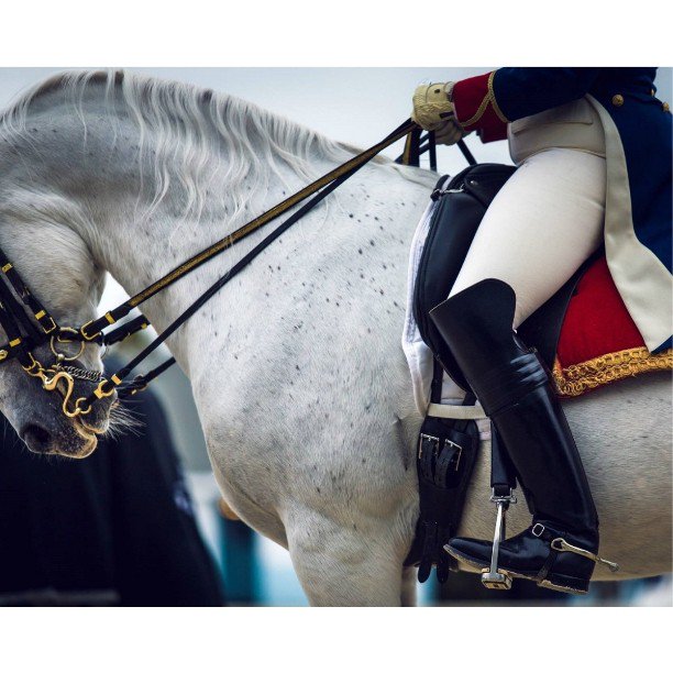 #TBT to this gorgeous shot of The Tempel Lipizzans at #DressageatDevon courtesy of @jmacneillphoto. Have you seen the Lipizzans at Devon?