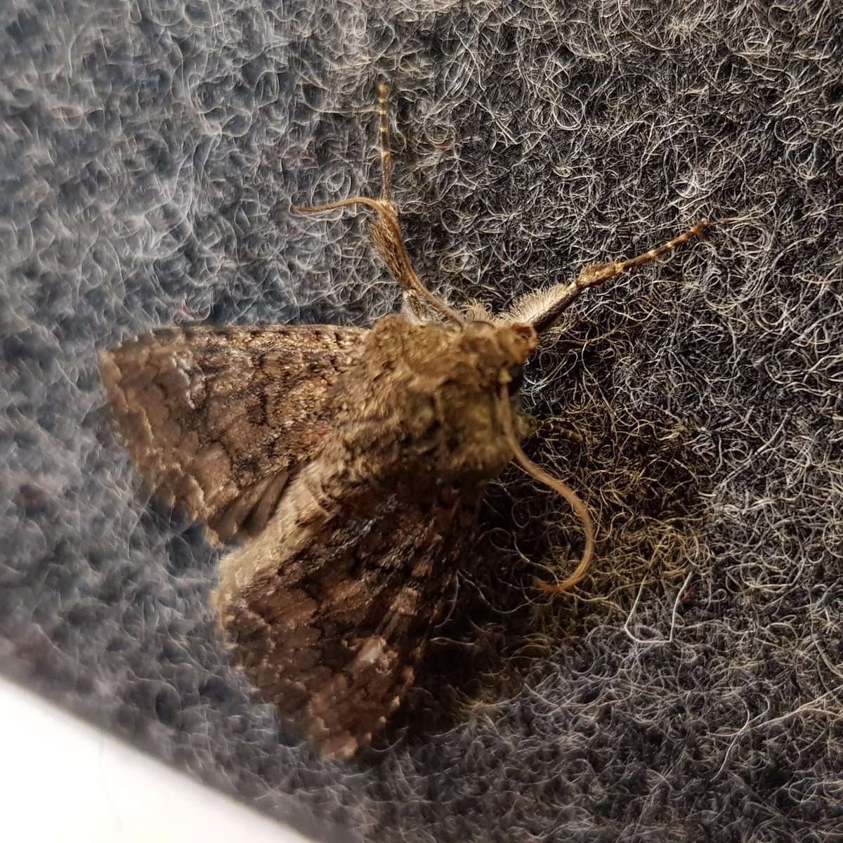 LibraryDMU's tweet image. Natural attraction - our first individual study booth user checks out the quality #SpaceForSuccess