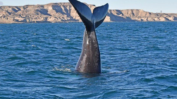 TitoBottazzi's tweet photo. Excelente noticias para quienes nos visitan‼️‼️‼️ 
Aún no reservaste tu lugar?
https://t.co/A3HYHapQ5L 

#avistaje #whalewatch #NaturalezaSinLímites #Chubut #Península #Patagonia #SouthernRightWhale #Invierno2018 #momentopirámides #turismo #viajes #Argentina https://t.co/Di0nBIQCKQ