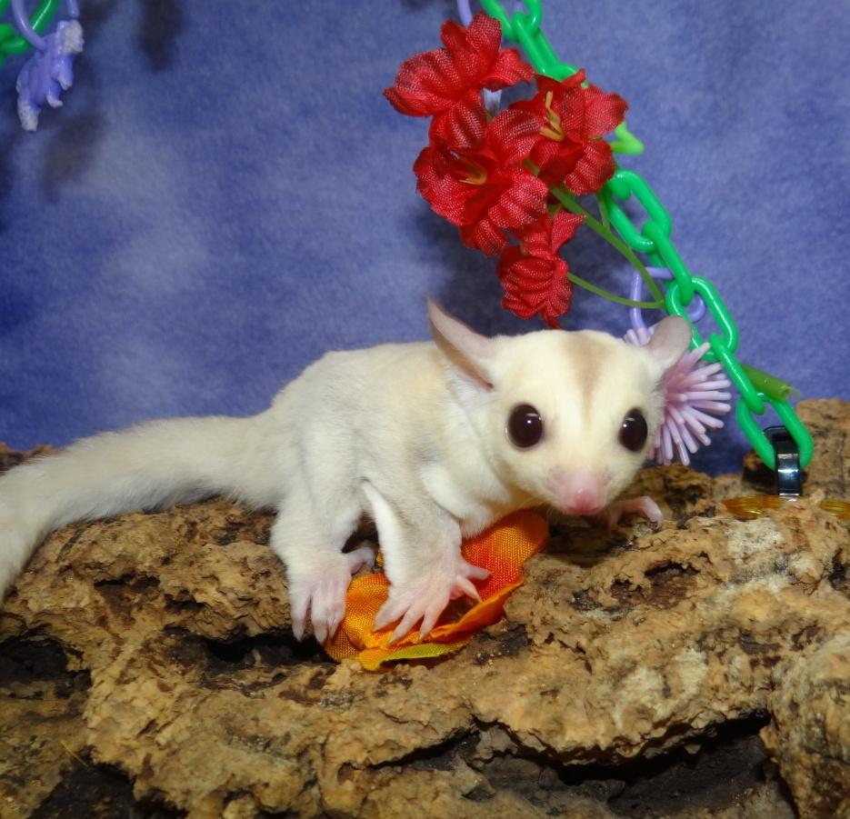 strawberry sugar glider