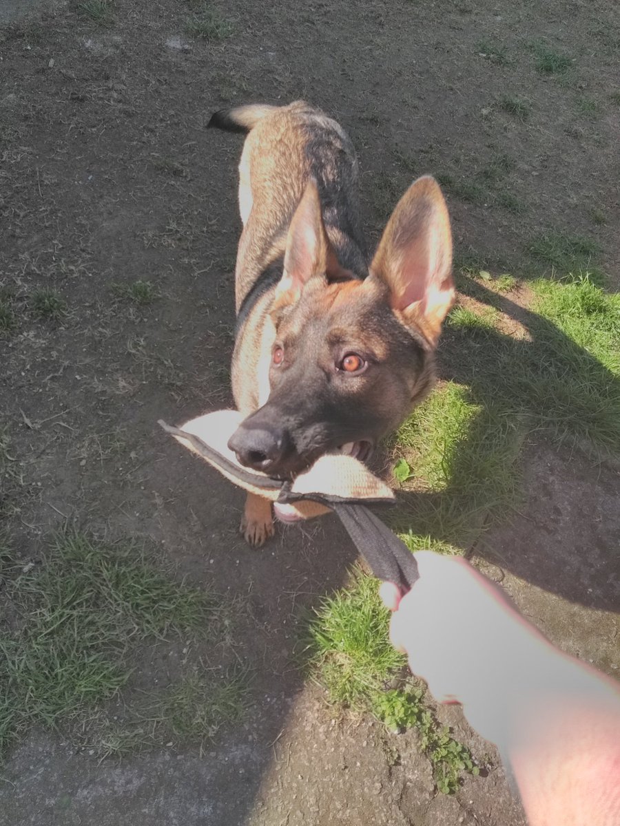 BaconShortbread's tweet photo. @polscotdogs What's the process if you've got a potential dog that would be suitable for police work? https://t.co/24BJjkFM4b
