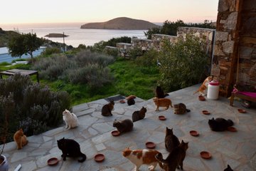 Προβολή εικόνας στο Twitter