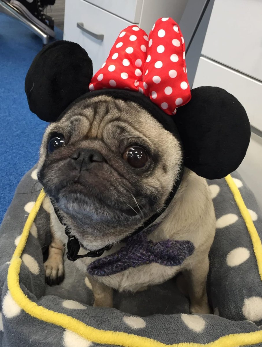 weare2Heads's tweet photo. Our studio mascot inspiring the team ahead of #MIPCOM18 !! #eventprofs #experience #officemascot https://t.co/G4DA9nw9ol