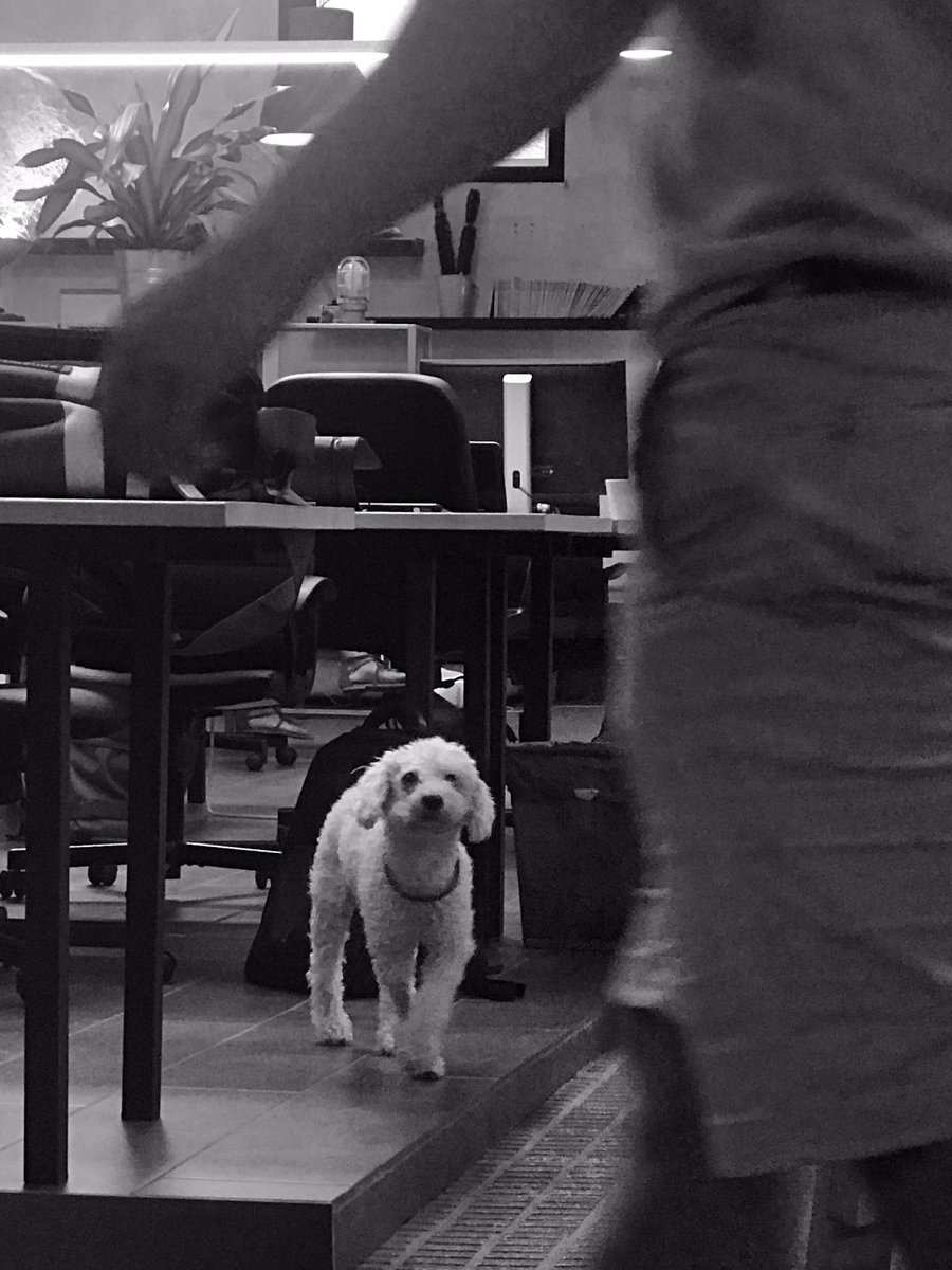 Made a coworking friend 🐶😊