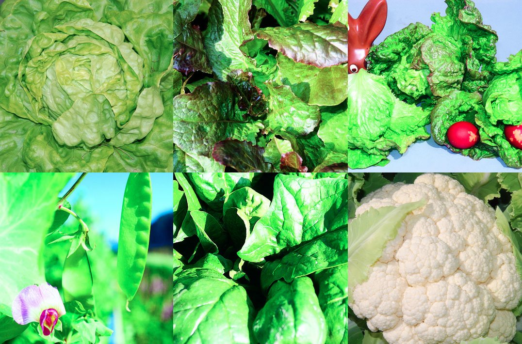 ZollingerBio (@zollingerbio) on Twitter photo Le #jardin en #août: semis et travaux actuels.
Der #Garten im #August: aktuelle Aussaaten und Arbeiten.
goo.gl/aXCwAc
#gardening #bio #organic #zollingerbio Le #jardin en #août: semis et travaux actuels.
Der #Garten im #August: aktuelle Aussaaten und Arbeiten.
goo.gl/aXCwAc
#gardening #bio #organic #zollingerbio