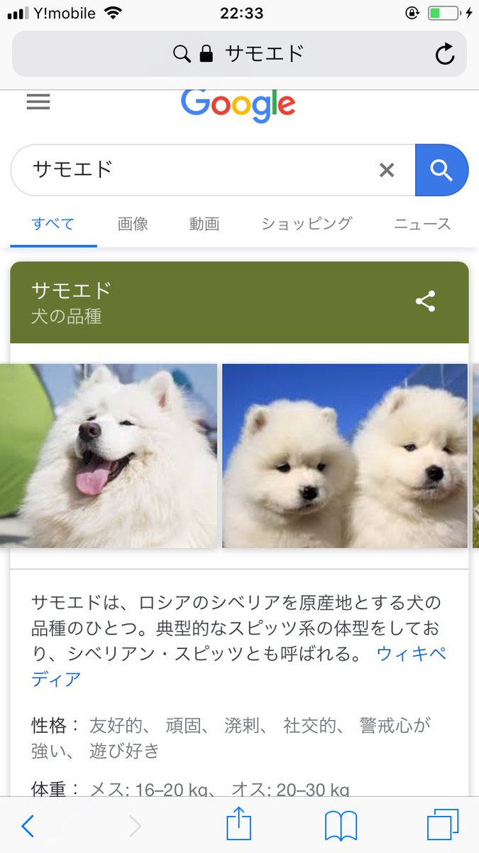 まぁみ サモエド可愛い ビションフリーゼの次にね