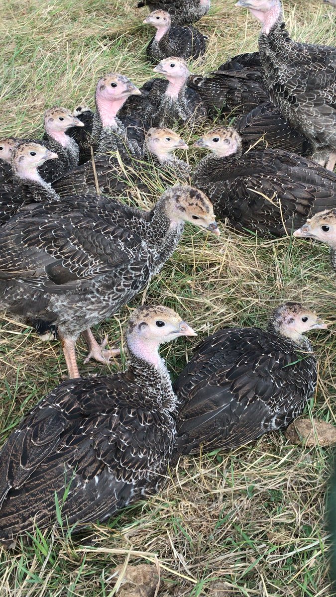 JBGill's tweet photo. Me and my flock of @KellyBronze turkeys are supporting @FarmersGuardian #farm24 - we produce award winning turkeys for the Christmas market and many #british farmers around the country produce great food too! Please keep supporting us all! 🦃🌾🥦🌽🍎x https://t.co/FyMaY2mv6v