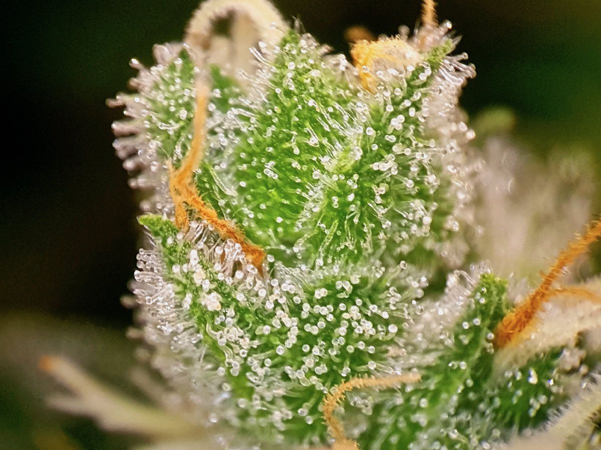 BigBudsMag's tweet photo. Fear And Self-Loathing: Growing #cannabis strains that have #antidepressant effects: https://t.co/HOi0PIc7V5 #mmj #weedfeed #strains #PineappleExpress #BlueDream #Kush #DutchPassion #BubbleBerry https://t.co/XretADFGEB
