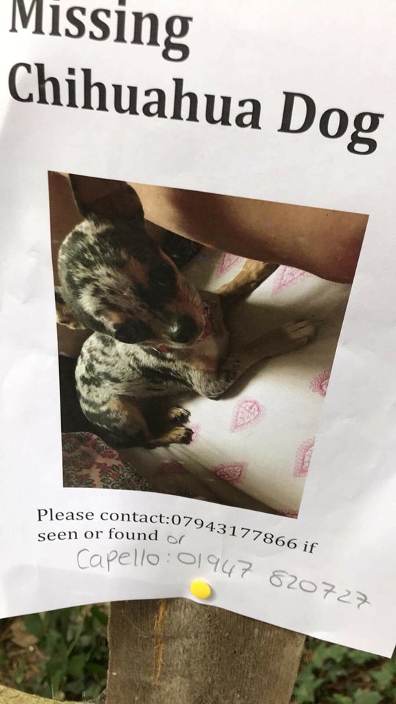Please Share - tiny timid chihuahua gone missing today in #Whitby - her name’s Truffle. Who to call is on poster