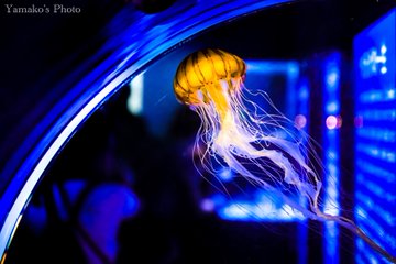 東京でおでかけしたい 人が少ない穴場スポットはしながわ水族館だ まみブロ
