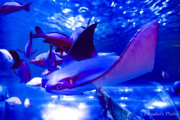東京でおでかけしたい 人が少ない穴場スポットはしながわ水族館だ まみブロ