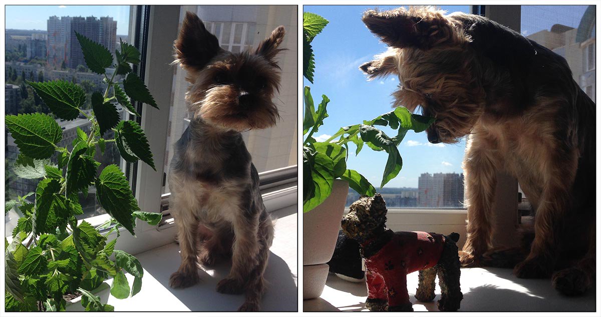 ShadeDesign's tweet image. I am sitting in the morning, 
I am looking at the window...🎤🎧🐕😊  
#Yorkie #Yorkshire #YorkshireTerrier #Dog  #puppy #doglovers #DogLife  #CuteDog #LoveYorkie #loveDogs #LoveYou #FunnyDog #CuteYorkie  #sweetLife #funPics #pets #love #LoveYou #puppylove #Doggy #toydog #Terrier