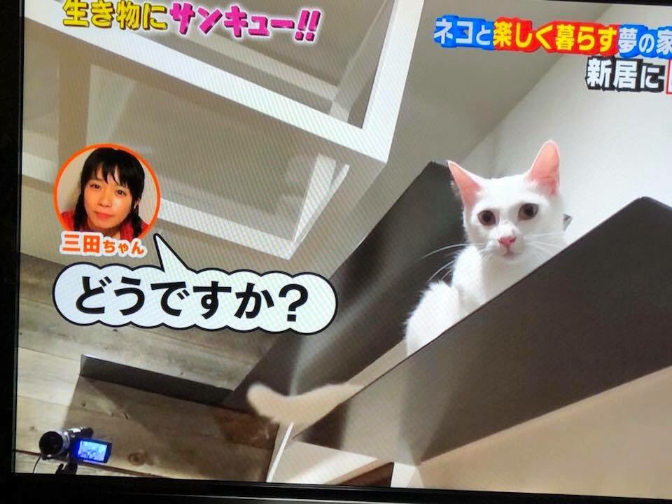 ごえん Goens A Twitter 昨夜の 生き物にサンキュー ご覧になりましたか 行政からの案件で千葉県の多頭の超過酷な現場からの さくら が全国放送デビュー あの状態を思い出しただけで胸がいっぱい ねこけん 千葉県 千葉市 千葉支部 猫 Goens 生き物に
