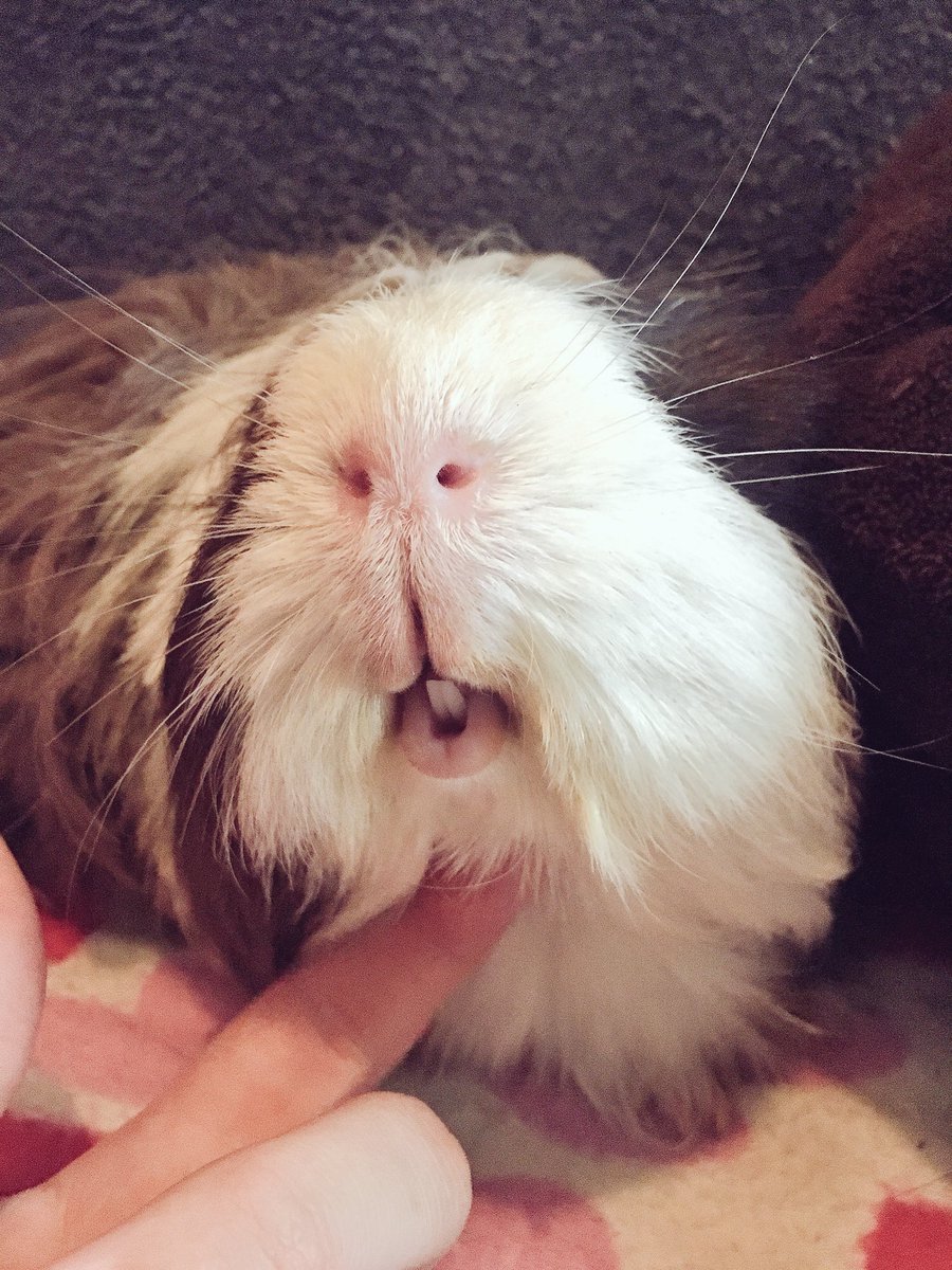 PigbyTheGreat's tweet photo. Check out those sexy piggy lips on Vidal! #GuineaPig #PigLips 🐽🐾💋 https://t.co/mBRRaroakV